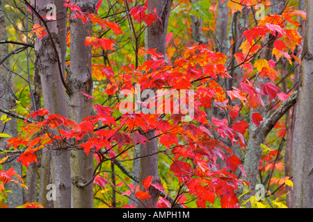 Herbstfarben auf dem Weg zum Rock Lake in Algonquin Provincial Park, Ontario, Kanada. Stockfoto