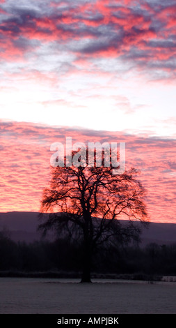 Frost Dawn Winterberge kalten Baum Brecon Beacons schwarz-Powys Stockfoto