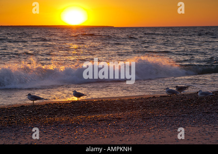 Möwen am Agawa Bay Strand während des Sonnenuntergangs über dem oberen See, Lake Superior Provincial Park, Ontario, Kanada. Stockfoto