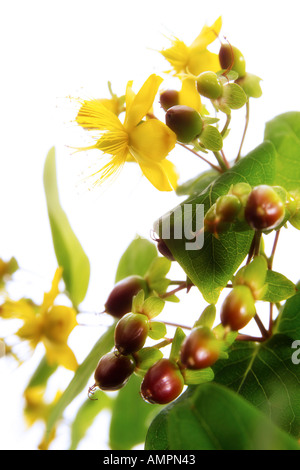 St.John´s Johanniskraut, Hypericum perforatum Stockfoto