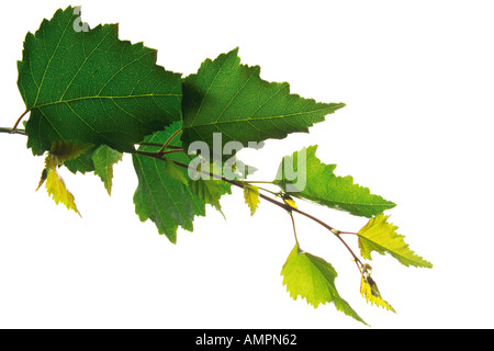 Blätter der Birke, Betula Stockfoto
