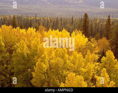 Herbstfärbung, Jasper Nationalpark, Alberta, Kanada Stockfoto