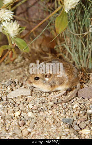 Seidige Tasche Maus Perognathus Flavus Elgin Santa Cruz County Arizona Vereinigte Staaten Stockfoto