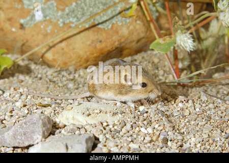 Seidige Tasche Maus Perognathus Flavus Elgin Santa Cruz County Arizona Vereinigte Staaten Stockfoto