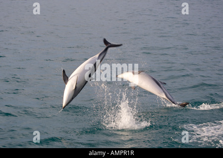 Dusky Delphine während ein Dolphin watching Tour Kaikoura, East Coast, Südinsel, Neuseeland., Lagenorhynchus obscurus Stockfoto