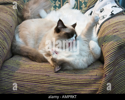 Zwei Ragdoll Kätzchen im Alter von neun 9 Monate waschen und spielen auf einem Stuhlsitz Stockfoto