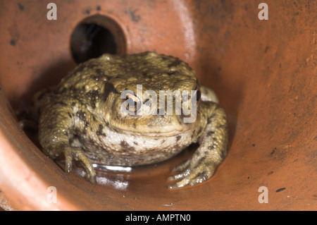 Gemeinsame Kröte Bufo Bufo in Terrakotta Flower pot Norfolk UK August Stockfoto