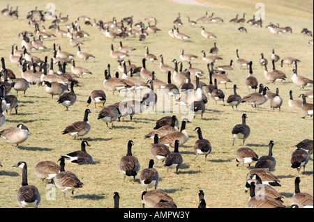 Kanadische Gänse mit Port Huron, Michigan als Anschlag auf den Flug nach Süden während der Winter-migration Stockfoto