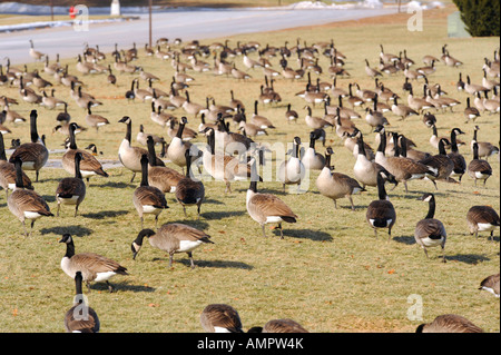 Kanadische Gänse mit Port Huron, Michigan als Anschlag auf den Flug nach Süden während der Winter-migration Stockfoto