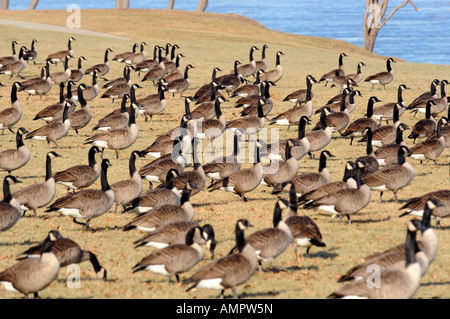 Kanadische Gänse mit Port Huron, Michigan als Anschlag auf den Flug nach Süden während der Winter-migration Stockfoto