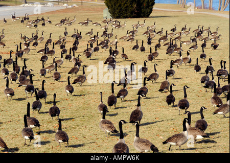 Kanadische Gänse mit Port Huron, Michigan als Anschlag auf den Flug nach Süden während der Winter-migration Stockfoto