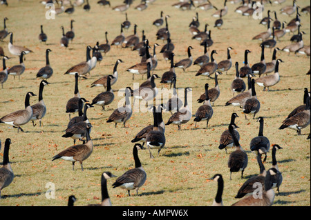 Kanadische Gänse mit Port Huron, Michigan als Anschlag auf den Flug nach Süden während der Winter-migration Stockfoto