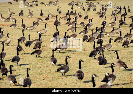 Kanadische Gänse mit Port Huron, Michigan als Anschlag auf den Flug nach Süden während der Winter-migration Stockfoto