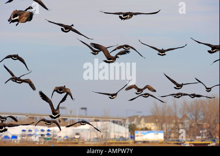 Kanadische Gänse mit Port Huron, Michigan als Anschlag auf den Flug nach Süden während der Winter-migration Stockfoto