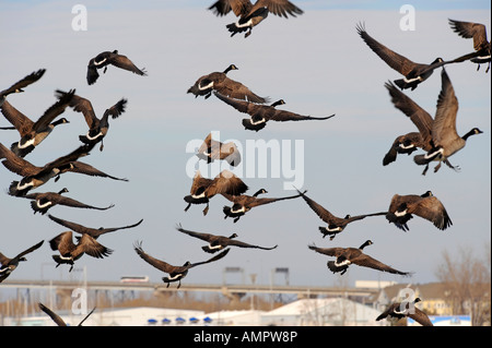 Kanadische Gänse mit Port Huron, Michigan als Anschlag auf den Flug nach Süden während der Winter-migration Stockfoto