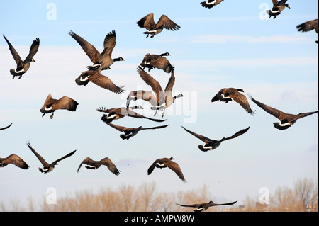 Kanadische Gänse mit Port Huron, Michigan als Anschlag auf den Flug nach Süden während der Winter-migration Stockfoto