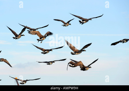 Kanadische Gänse mit Port Huron, Michigan als Anschlag auf den Flug nach Süden während der Winter-migration Stockfoto