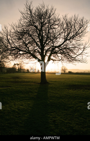 Winter Sonnenuntergang hinter Rosskastanie Baum Stockfoto