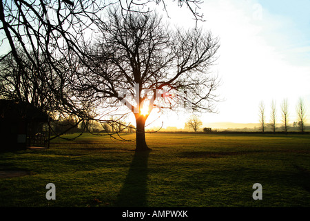 Winter Sonnenuntergang hinter Rosskastanie Baum Stockfoto