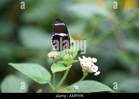 ein Sapho lange Flügel Schmetterling setzte sich auf eine blühende Pflanze Stockfoto