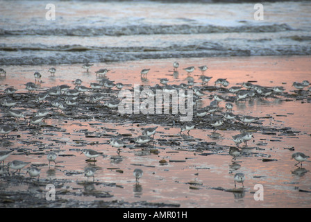 Sanderling Calidris Alba große Gruppe Fütterung auf Rasierer Muscheln am Ufer gespült Linie Norfolk England Dezember Stockfoto
