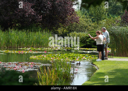 Besucher, die Fütterung von Enten in Lily Pondat Burnby Hall Gardens, Pocklington, East Yorkshire, UK Stockfoto