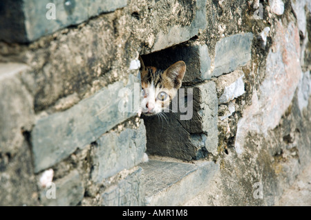 Kätzchen spähen aus Mauer, Yangshuo, Provinz Guangxi, China Stockfoto