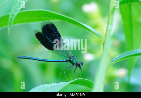 Gebänderten Prachtlibelle, Amperauen, Deutschland Stockfoto