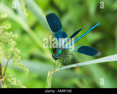 Gebänderten Prachtlibelle, Amperauen, Deutschland Stockfoto