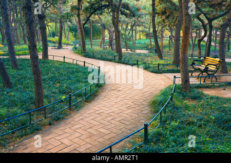 Wanderweg durch Kiefernwald, lila Bambuspark, Peking, China Stockfoto