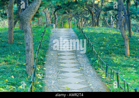 Wanderweg durch Kiefernwald, lila Bambuspark, Peking, China Stockfoto