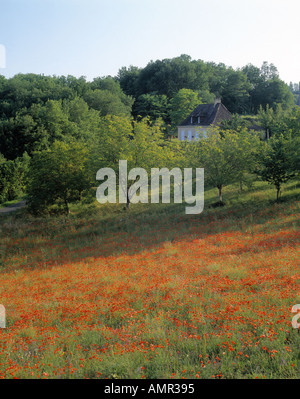 Mohn in der Landschaft der Dordogne Nouvelle-Aquitaine Frankreich Stockfoto