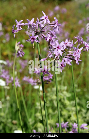 Knoblauch Grass aka Gesellschaft Knoblauch Tulbaghia Violacea, Affodillgewächse Stockfoto