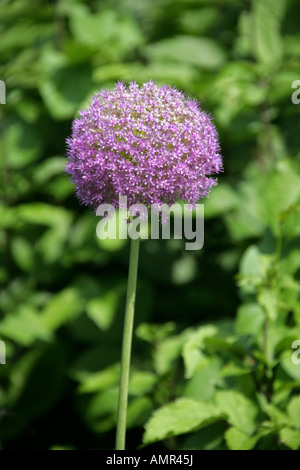 Purple Sensation Flowers, Allium hollandicum, Alliaceae. Zierzwiebel alias Allium aflatunense Stockfoto