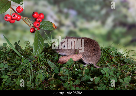 Kurzschwanz-Wühlmaus Microtus Agrestis auf Rasen mit Beeren Potton Bedfordshire Stockfoto