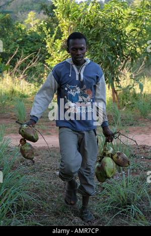Ein junger afrikanischer Mann tragen frisch gepflückt Kokosnüsse auf einer kleinen Gewürz-Farm in Sansibar Tansania Afrika. Stockfoto