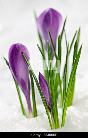 Krokusblüten im Schnee Stockfoto