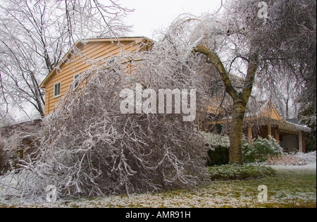 Baum im Hinterhof ist gebrochen, nach starker Glatteisregen Stockfoto