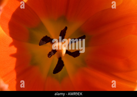 Eine Nahaufnahme einer Tulpe. Stockfoto