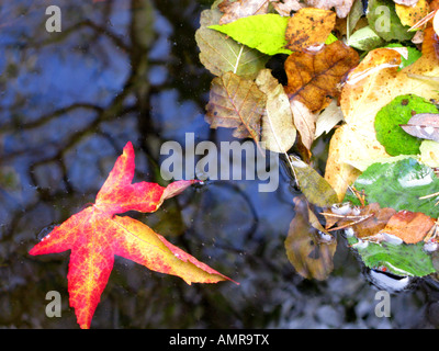 Nahaufnahme von farbigen Herbst Blätter auf dem Wasser und am Ufer des Stroms Stockfoto