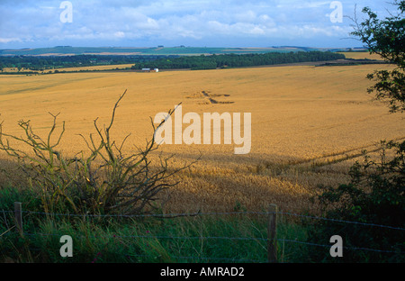 Ernte Kreise Wiltshire Kreide tiefen England Stockfoto