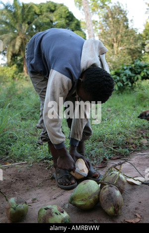 Ein junger afrikanischer Mann bereitet frisch gepflückt Kokosnüsse auf einer kleinen Gewürz-Farm in Sansibar Tansania Afrika. Stockfoto