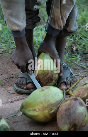 Ein junger afrikanischer Mann bereitet frisch gepflückt Kokosnüsse auf einer kleinen Gewürz-Farm in Sansibar Tansania Afrika. Stockfoto