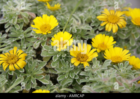 Tunesischer Teppich, Goldmünzen oder Mittelmeer Strand Daisy, Asteriscus Maritimus (Bubonium Maritimum), Asteraceae Tunesien Afrika. Stockfoto