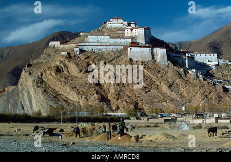 Ernte von Gerste unter den Gyantse Dzong eines der am besten erhaltenen Festungen in Tibet Stockfoto