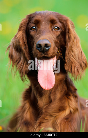 Porträt des Hundes Stockfoto