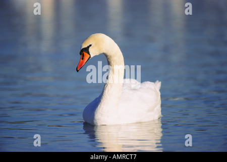 Höckerschwan Stockfoto