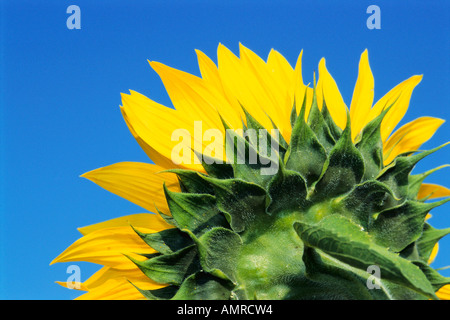 Sonnenblume Stockfoto