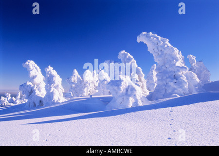 Schneebedeckte Bäume, Sachsen-Anhalt, Deutschland Stockfoto