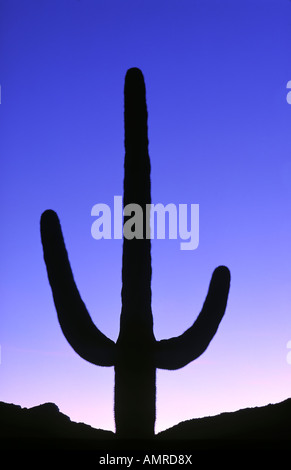 Ein rosa und lila Sonnenuntergang in der Wüste Silhouetten eine Saguaro-Kaktus in der weißen Panzer Bergen Arizona Stockfoto